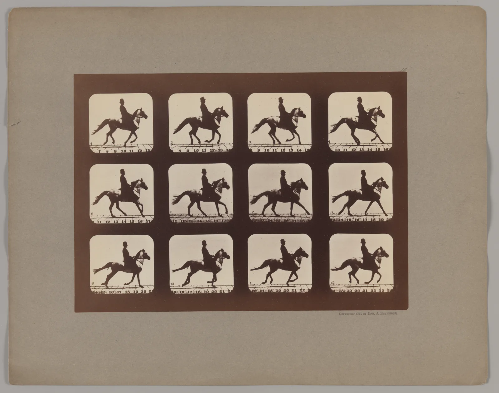 Attitudes of Animals in Motion